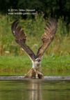 An Osprey with a trout in flight - #OS040