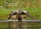 An Osprey with a trout in flight - #OS039