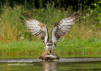 An Osprey with a trout from a Scottish Loch - #OS032