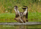 An Osprey with a trout from a Scottish Loch - #OS032