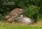 An Osprey with a trout in flight - #OS036