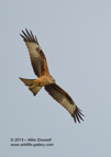 Red Kite in flight - #RK032
