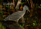 Black Crowned Night Heron - #WB070