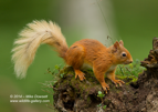 What ? Who ? Where ? Crazy Red Squirrel - #WL066