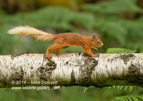 Red Squirrel running along a fallen tree - #WL067