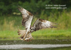 An Osprey with a trout in flight - #OS038