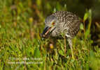 Black Crowned Night Heron with crab - #WB069
