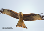 Red Kite in flight - #RK034