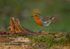 Robin on a log - #GB080