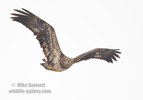 A juvenile Bald Eagle in flight with a fish - #EG040