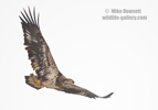A juvenile Bald Eagle in flight with a fish - #EG039