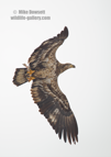 A juvenile Bald Eagle in flight with a fish - #EG041