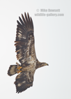 American Bald Eagle, in flight with a fish, Mississippi River - #EG045
