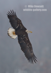 American Bald Eagle in flight - #EG036