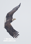 American Bald Eagle, in flight along the Mississippi River - #EG050