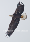 American Bald Eagle, in flight along the Mississippi River - #EG049