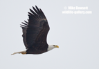 American Bald Eagle, hunting along the Mississippi River - #EG048
