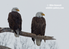Mated for life, a pair of Bald Eagles - #EG037