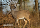 White Tailed Deer - #DR064
