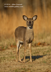 Cute Juvenile White Tailed Deer