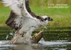 Close up Osprey action - #OS023