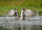 An Osprey submerged with a trout - #OS022