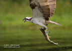 Screaming Osprey with a large fish - #OS021