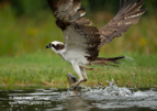 Up and away, an Osprey with a fish - #OS020