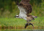 Osprey with a fish - #OS019