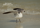 Juvenile Laughing Gull with a fish- #WB075