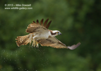 A rare Osprey miss - #OS028