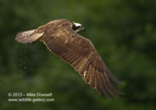 A rare Osprey miss - #OS031