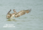 Brown Pelican Landing - #WB077