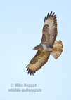 Common Buzzard in flight - #RA065