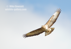 Common Buzzard in flight - #RA063