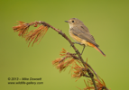 Summer Redstart in the Highlands - #GB0052
