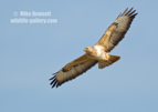 Common Buzzard in flight - #RA064