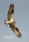 Just about to dive for a fish, the mighty Osprey in flight.