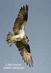 An Osprey in flight diving for a fish - #OS043