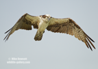 An Osprey in flight - #OS046
