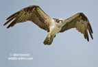 An Osprey in flight - #OS044