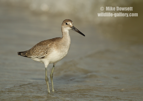 Willet- #WB072