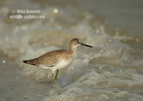 Willet in the waves - #WB073