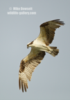 An Osprey in flight - #OS045
