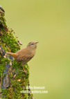 UK Wren - #GB114