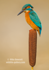 Kingfisher on a bull rush - #KF120