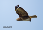 Common Buzzard - #RA055