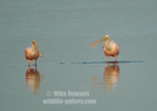 Roseate Spoonbill - #WB063