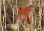 NA Male Cardinal - #GB104