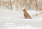 NA Female Cardinal in the snow - #GB105